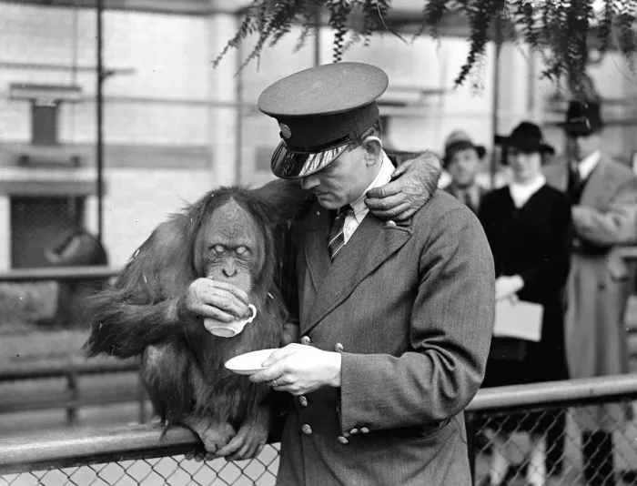 Framed Print : Francis, a six-year-old male orangutan, has come from Munich Zoo as a new partner