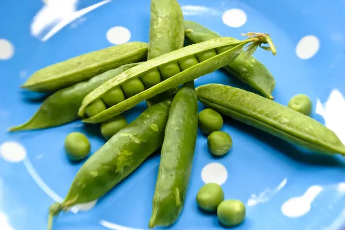 Framed Print : Fresh garden peas in their pods on blue spotted plate credit: Marie-Louise Avery Framed Print : Fresh garden peas in their pods on blue spotted plate credit: Marie-Louise Avery