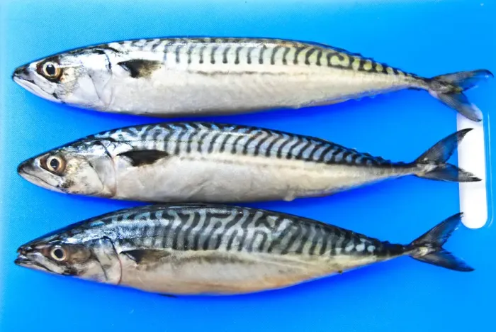 Framed Print : Three fresh whole mackerel on blue fish chopping board credit: Marie-Louise Avery
