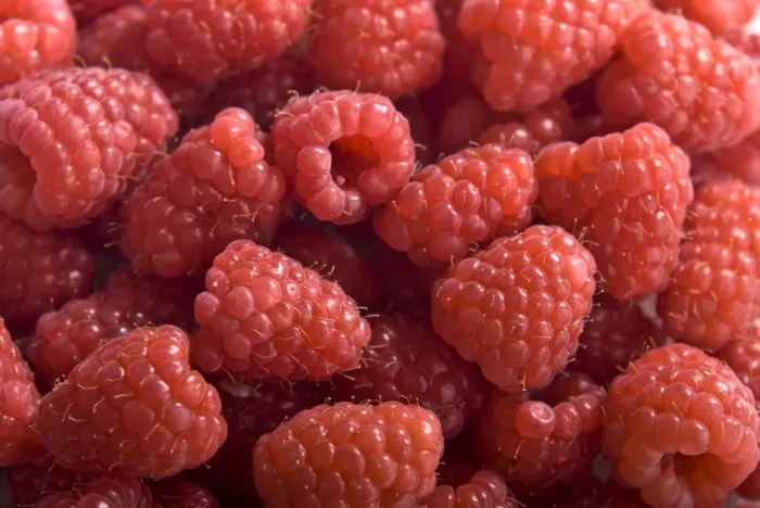 Framed Print : Fresh whole raspberries credit: Marie-Louise Avery / thePictureKitchen / TopFoto Framed Print : Fresh whole raspberries credit: Marie-Louise Avery / thePictureKitchen / TopFoto