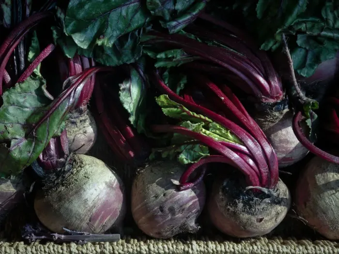 Framed Print : Fresh whole raw beetroot for sale in box outside traditional greengrocers shop credit