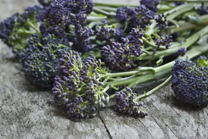 Framed Print : Fresh, raw, purple sprouting broccolli credit: Marie-Louise Avery  /  thePictureKitchen