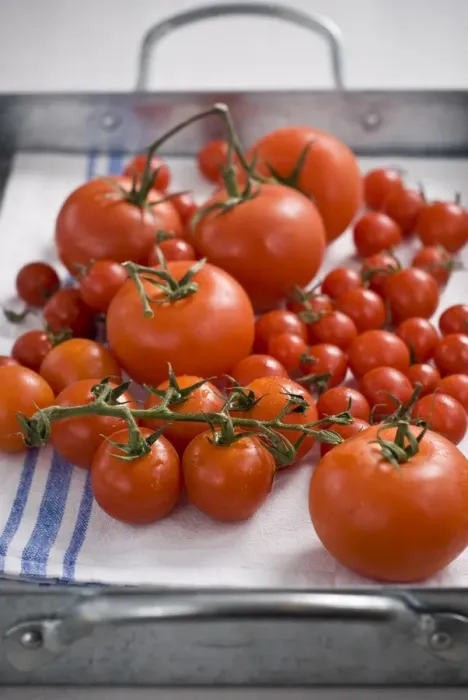 Framed Print : Fresh tomatoes on the vine on laundered tea towel credit: Marie-Louise Avery / Framed Print : Fresh tomatoes on the vine on laundered tea towel credit: Marie-Louise Avery /