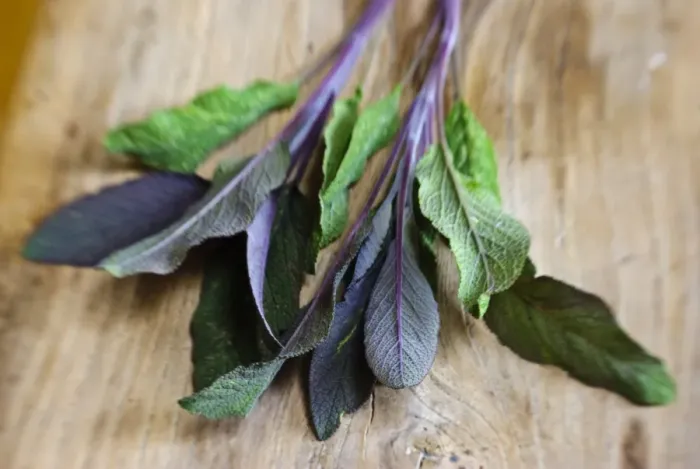 Framed Print : Freshly cut sprig of purple sage leaves on old wooden surface credit: Marie-Louise Framed Print : Freshly cut sprig of purple sage leaves on old wooden surface credit: Marie-Louise