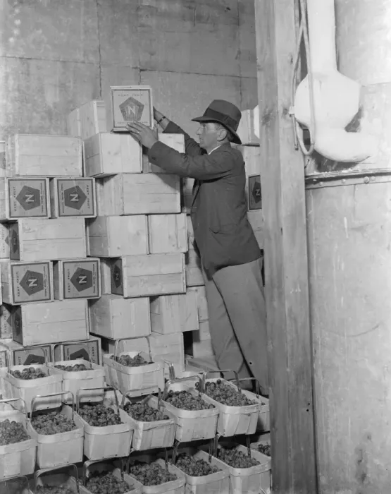 Framed Print : Fruit packing at Thomas Neame fruit farm, Faversham, Kent. 1935 Framed Print : Fruit packing at Thomas Neame fruit farm, Faversham, Kent. 1935