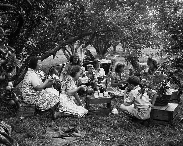 Fruit pickers at tea time during their spell of apple picking in the orchards at