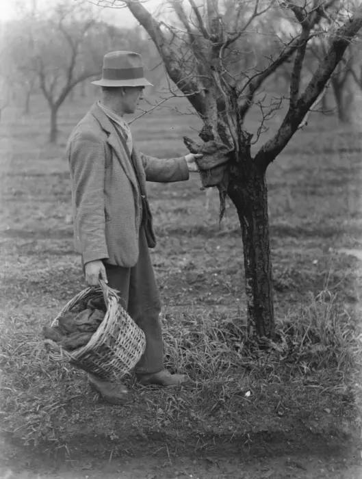 Framed Print : Fruit tree protection. A farmer is setting up an insect trap on a tree