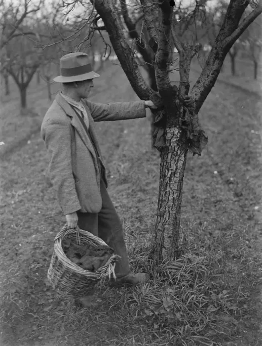 Framed Print : Fruit tree protection. A farmer is setting up an insect trap on a tree Framed Print : Fruit tree protection. A farmer is setting up an insect trap on a tree