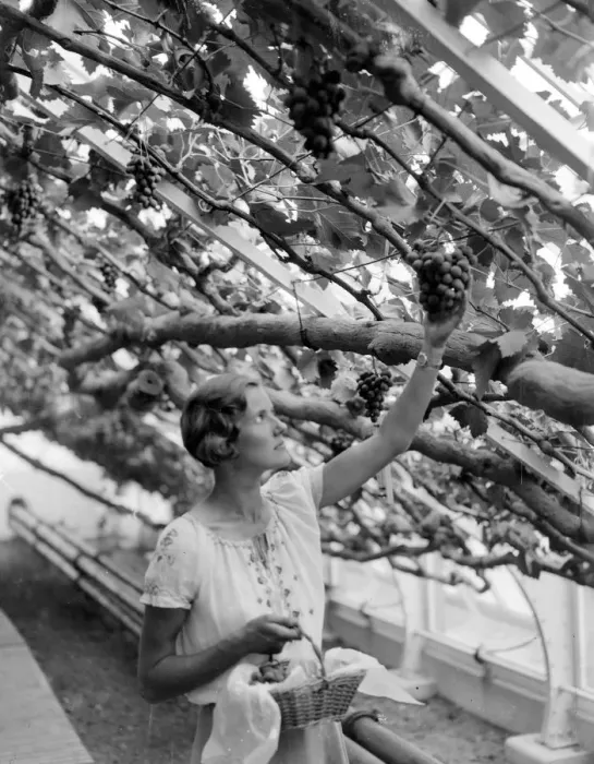 Framed Print : Gathering the crop from the Royal Vine at Hampton Court, The proceeds of the sale