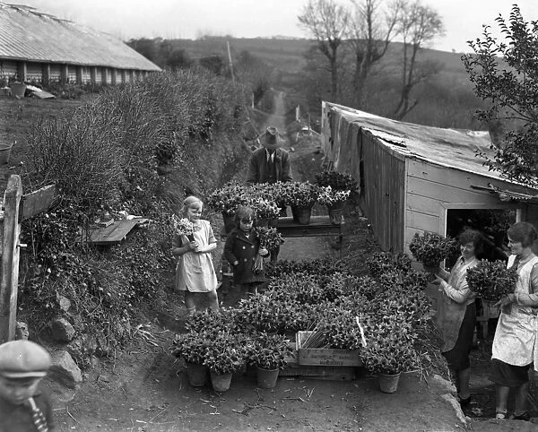 Gathering in the spring flower harvest at Trennick, Cornwall. 1929