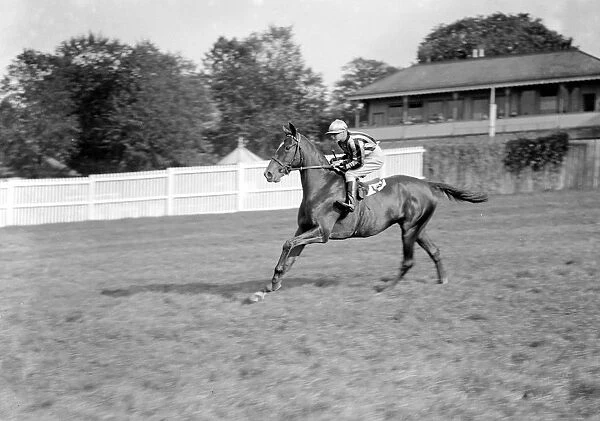 Gatwick Racecourse, Sussex, England. Nerine ridden by J Smith, canters