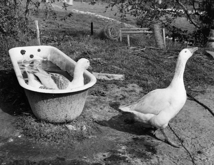 Framed Print : Two Geese have a bath in an old bath tub undated
