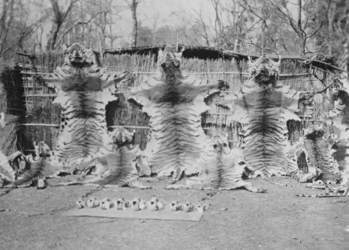 Framed Print : General Bruce on record tiger shooting expedition. The nine tiger skins