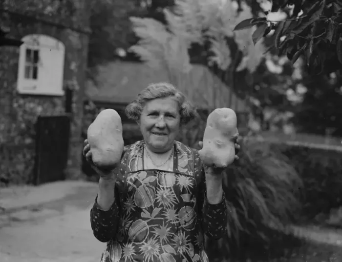Framed Print : Giant potatoes for Mrs Palmer of Horton Kirby, Kent. 13 October 1937 Framed Print : Giant potatoes for Mrs Palmer of Horton Kirby, Kent. 13 October 1937