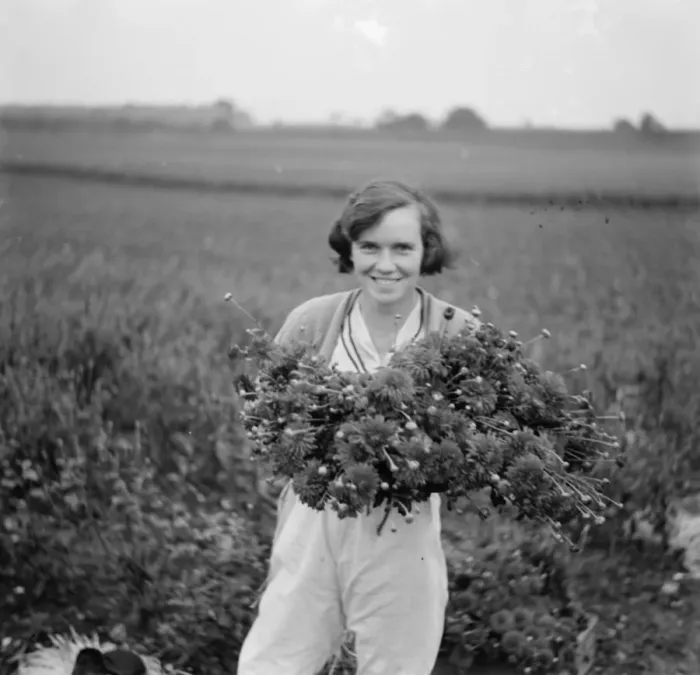 Framed Print : A girl holds a bunch of freshly picked chrysanthemums. 1935 Framed Print : A girl holds a bunch of freshly picked chrysanthemums. 1935