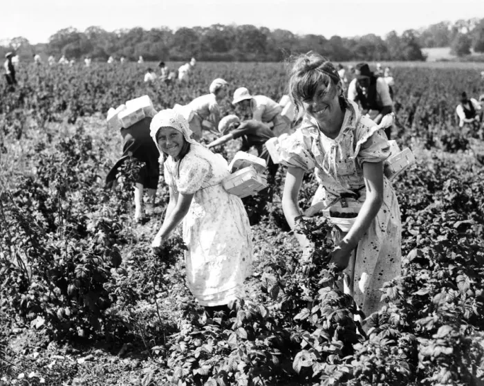 Framed Print : Girls picking raspberries in Kent Framed Print : Girls picking raspberries in Kent