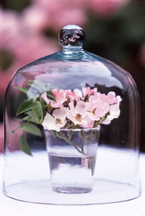 Framed Print : Glass of pink single petalled dog roses displayed under glass dome credit: Marie-Louise