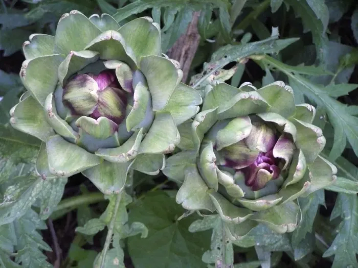 Framed Print : Globe artichoke growing. The Globe artichoke (Cynara scolymus) is a species of thistle Framed Print : Globe artichoke growing. The Globe artichoke (Cynara scolymus) is a species of thistle
