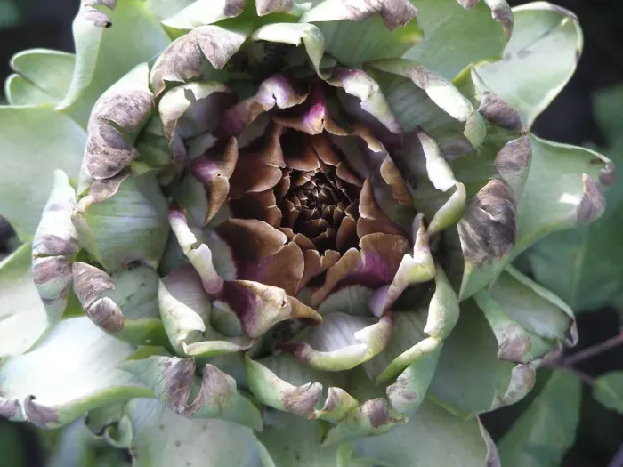 Framed Print : Globe artichoke growing. The Globe artichoke (Cynara scolymus) is a species of thistle Framed Print : Globe artichoke growing. The Globe artichoke (Cynara scolymus) is a species of thistle