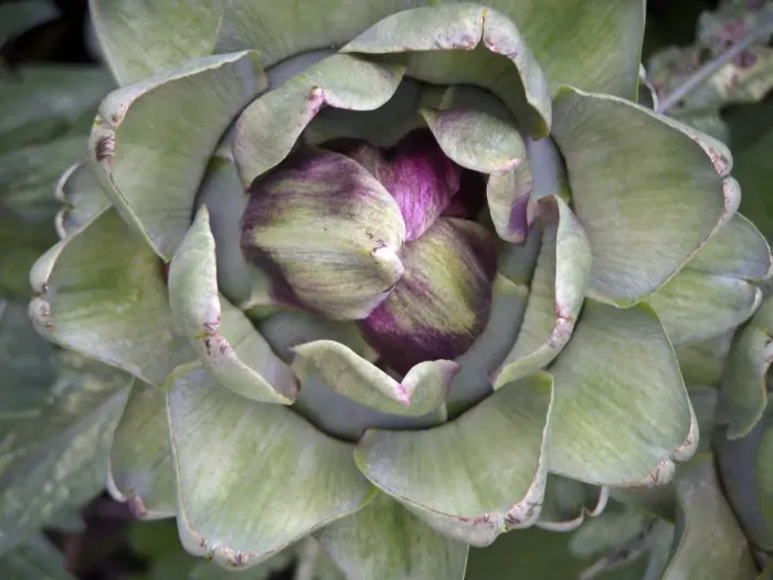 Framed Print : Globe artichoke growing. The Globe artichoke (Cynara scolymus) is a species of thistle Framed Print : Globe artichoke growing. The Globe artichoke (Cynara scolymus) is a species of thistle