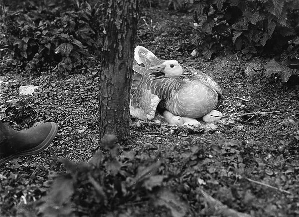Goose sitting on her on nest full of eggs. 1935