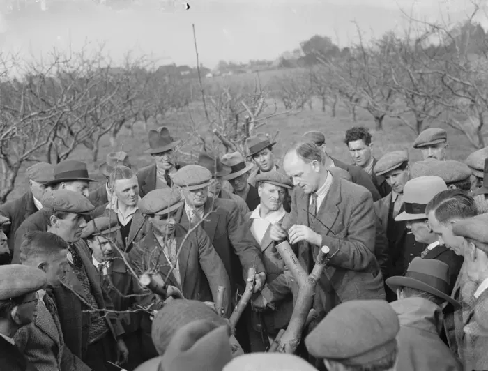 Framed Print : Grafting demonstrations. 1935 Framed Print : Grafting demonstrations. 1935