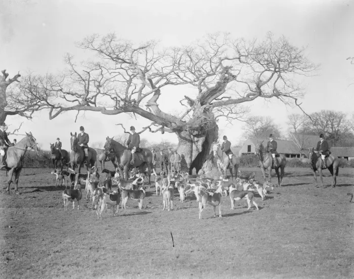 Framed Print : Grafton hunt meet at Cowpers Oak, Olney. 16 February 1926 Framed Print : Grafton hunt meet at Cowpers Oak, Olney. 16 February 1926