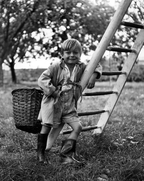 Framed Print : Graham Head aged 4 of Bunham, near Rochester, Kent, travels the Kentish orchards Framed Print : Graham Head aged 4 of Bunham, near Rochester, Kent, travels the Kentish orchards