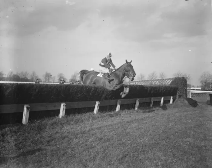 Framed Print : Grand National favourite wins at Gatwick. Silvo, the nominal favourite for Framed Print : Grand National favourite wins at Gatwick. Silvo, the nominal favourite for