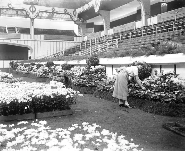 Framed Print : Great Horse Show at Olympia 30000 blooms, trees and shrubs, in banks and bowers