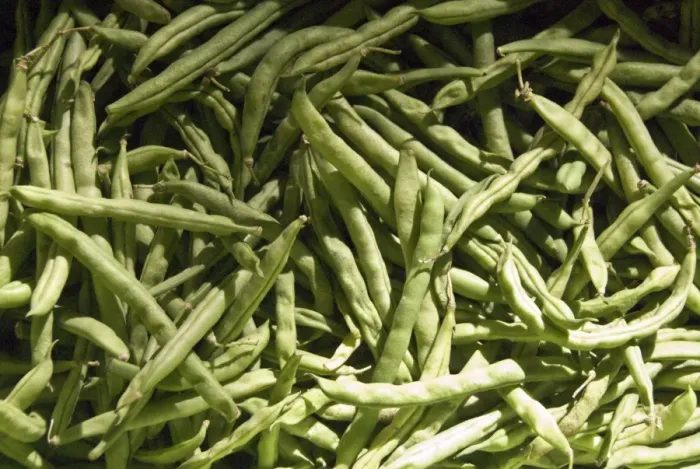 Framed Print : Green french beans for sale in covered market in Limassol southern Cyprus credit Framed Print : Green french beans for sale in covered market in Limassol southern Cyprus credit