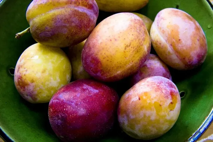 Framed Print : Green pottery bowl of freshly gathered Victoria plums credit: Marie-Louise Avery
