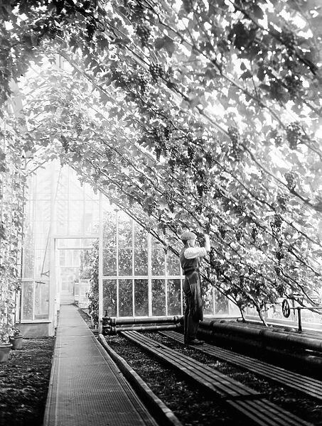 Greenhouse interior at the Sandringham gardens, Norfolk. 22 August 1929