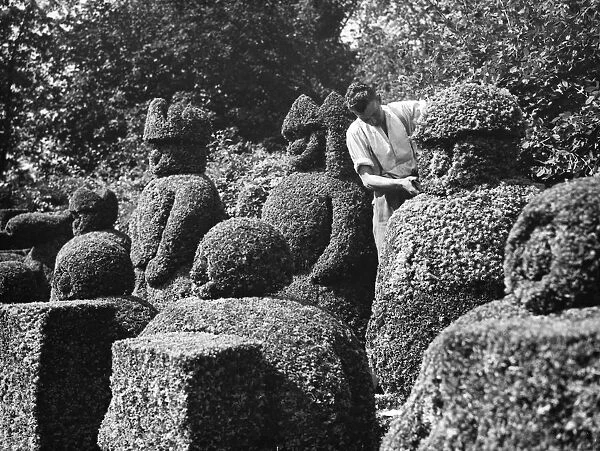 A groundsman trims the topiary figures at Hever Castle. 1938