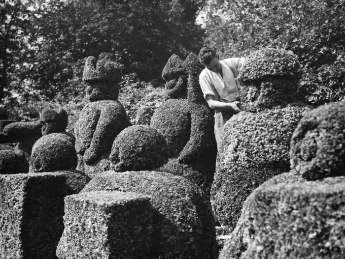 Framed Print : A groundsman trims the topiary figures at Hever Castle. 1938 Framed Print : A groundsman trims the topiary figures at Hever Castle. 1938