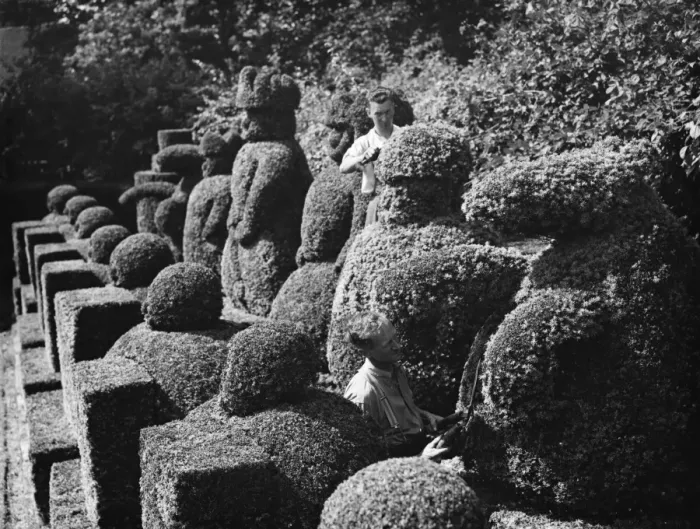 Framed Print : A groundsman trims the topiary figures at Hever Castle. 1938 Framed Print : A groundsman trims the topiary figures at Hever Castle. 1938