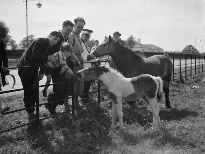 Framed Print : A group feeds a mare and colt in a field by the side of a road in Eltham, Kent. 1938 Framed Print : A group feeds a mare and colt in a field by the side of a road in Eltham, Kent. 1938