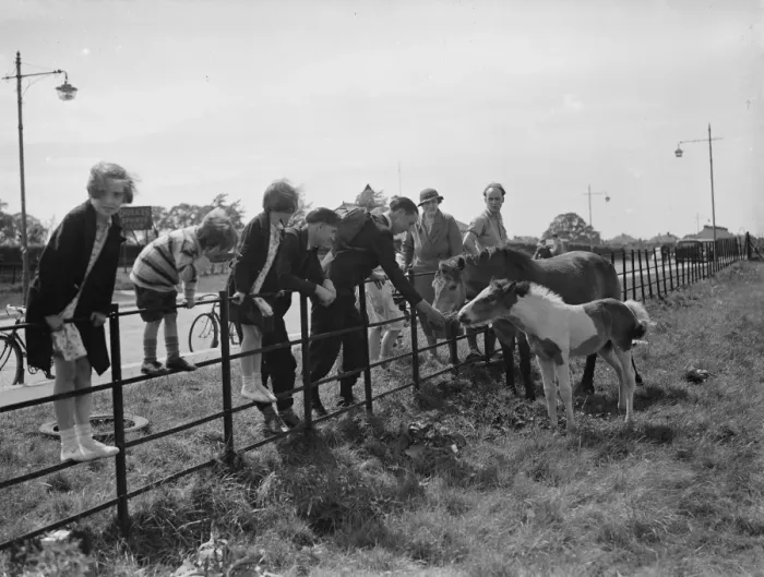 Framed Print : A group feeds a mare and colt in a field by the side of a road in Eltham, Kent. 1938 Framed Print : A group feeds a mare and colt in a field by the side of a road in Eltham, Kent. 1938