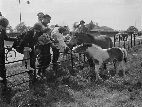 A group feeds a mare and colt in a field by the side of a road in Eltham, Kent. 1938