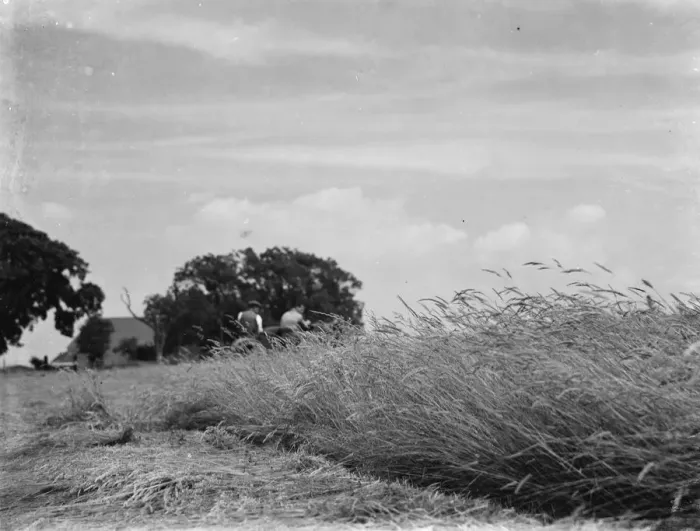 Framed Print : Growing hay in a field. 1937 Framed Print : Growing hay in a field. 1937