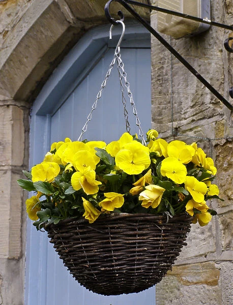 Hanging basket with yellow pansies on brakcet on stone wall by blue front door. credit