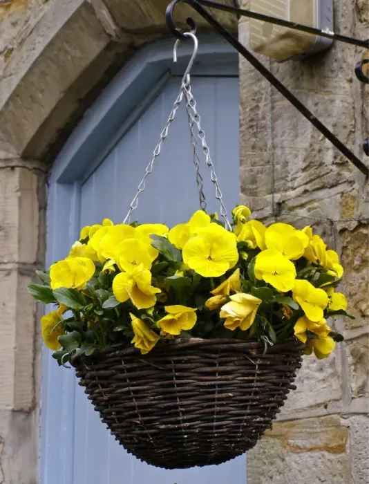 Framed Print : Hanging basket with yellow pansies on brakcet on stone wall by blue front door. credit Framed Print : Hanging basket with yellow pansies on brakcet on stone wall by blue front door. credit