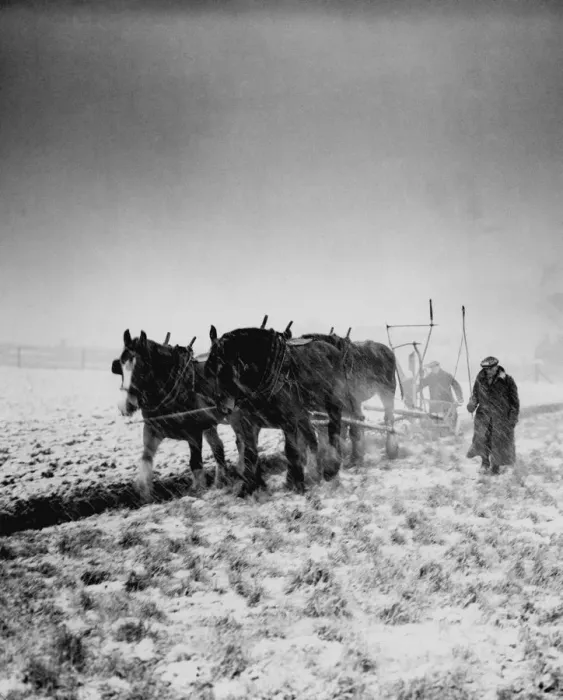 Framed Print : The hard winter of 1947 ploughing Framed Print : The hard winter of 1947 ploughing