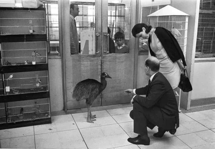 Framed Print : In Harrods a Cassowary ( price 250 guineas ) - one of the items for sale in the pets Framed Print : In Harrods a Cassowary ( price 250 guineas ) - one of the items for sale in the pets
