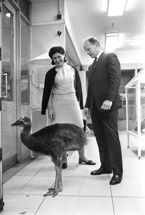 Framed Print : In Harrods London : A Cassowary ( price 250 guineas ) - one of the items for sale