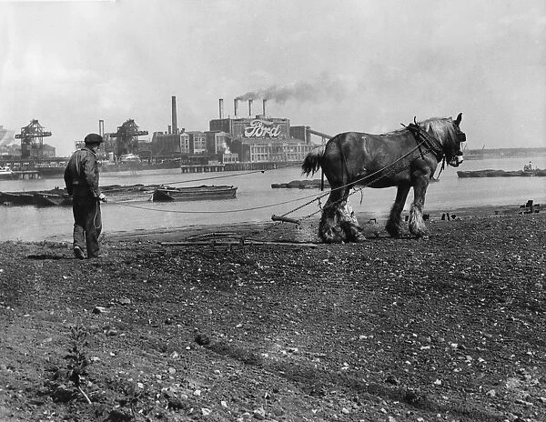 Harrowing the cabbage crop on the shore of the Thames at Manor Farm, Crossness, near
