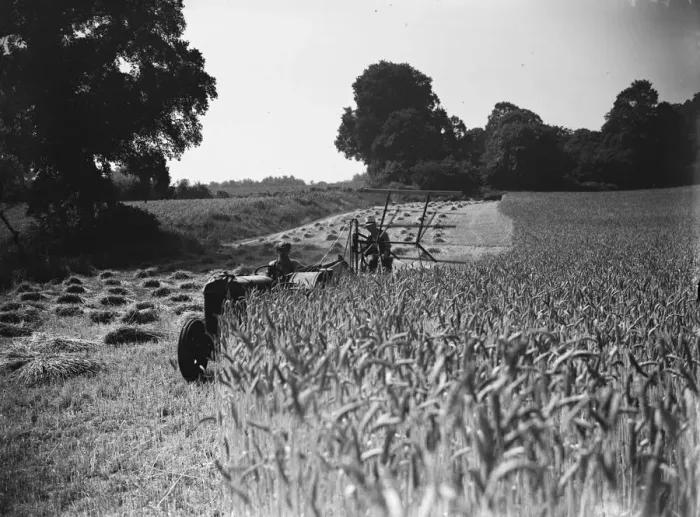 Framed Print : Harvest. 1935 Framed Print : Harvest. 1935