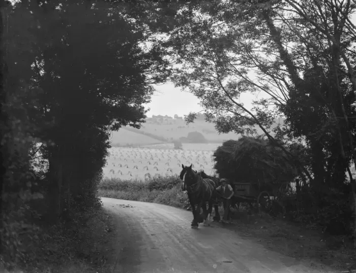 Framed Print : Harvest scene near Otford, Kent. A farmer leads his horse and hay cart off a field