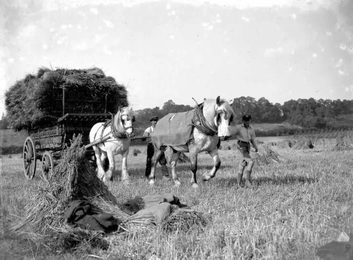 Framed Print : Harvest Scene, Transporting corn. 1934 Framed Print : Harvest Scene, Transporting corn. 1934