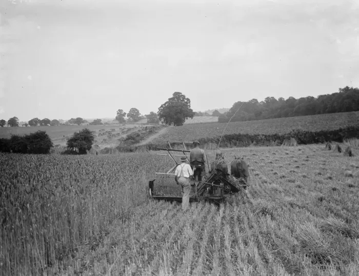 Framed Print : Harvesting. 1937 Framed Print : Harvesting. 1937